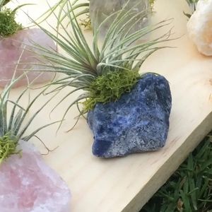 Alive Air Plants in Genuine Healing Crystal's & Stones